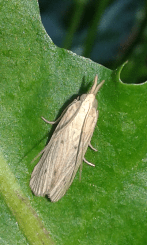 Pyralidae : Ematheudes punctella?  S